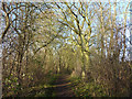 Footpath through trees