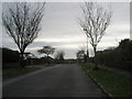 Winter trees in Rosemary Way