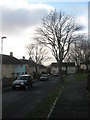 Winter trees in Blakemere Crescent