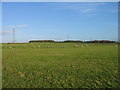 Field with sheep near Whitshields