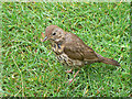 Song Thrush at Carreg Dhu gardens, St Mary