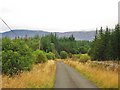 Unclassified road through the forest