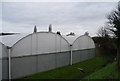 Polytunnels, Providence Place Nursery, Sturry Rd