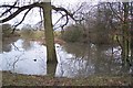 TQ8437 : Drainage Pond near Goose Green by David Anstiss