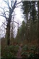 TQ8536 : Footpath in Goldwell Wood by David Anstiss