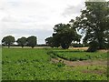 Oak lined field, Easter Cash