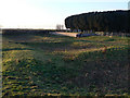 Medieval fishponds at Sibthorpe