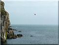 SY9976 : Coastguard helicopter G-GCIJ approaching Dancing Ledge by Phil Champion
