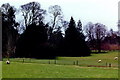 M9380 : Strokestown - Park House grounds with grazing sheep by Joseph Mischyshyn