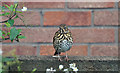 Song Thrush - Llantwit Major