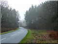 Road through the Forest of Dean