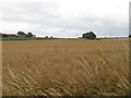 Oilseed rape, Nottingham