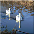 SK6336 : Swans a-swimming by Alan Murray-Rust