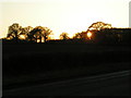 Setting sun through trees seen from the old A30 Roman road