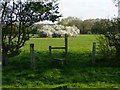 Footpath and stile leading to pond and May blossom