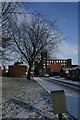 A tree and a mill