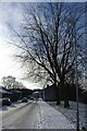 Trees and snow