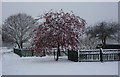 Three trees in the snow