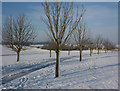 Young trees in the snow