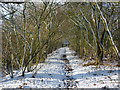 Path through tunnel of trees