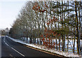 Lane with line of trees