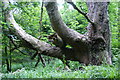 A tree in the Mulgrave Woods