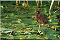 Juvenile Moorhen (Gallinula chloropus), Ness Gardens