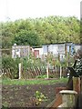 Allotments, Dundee Law