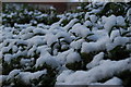 Snow on privet hedge