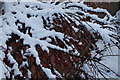 Snow on berries