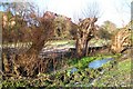 Re-pollarded willows, west bank of Whitnash Brook