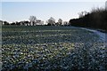 Frosted brassica crop south-east of Radford Semele