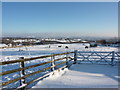 Ponies in a snowy field