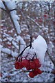 Frozen Viburnum Opulus Berries