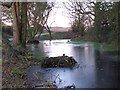 Frozen pond beside Ashmore Lane