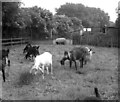 Abyssinian goats