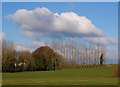 Trees and cloud, Danes