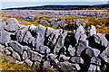 M1410 : Burren - Wall along R477 southwest of Black Head by Joseph Mischyshyn