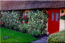 R4646 : Adare - Thatched cottage along Main Street by Joseph Mischyshyn