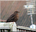 Blackbird perched on fence