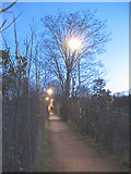 TQ3669 : Footpath through the allotments by Stephen Craven