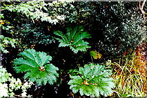 W6075 : Blarney - Rock Close - Water Garden plants by Joseph Mischyshyn