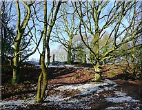 SO9095 : Winter woodland on Colton Hills, Wolverhampton by Roger  Kidd