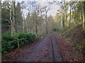 Woodland track alongside Abbot