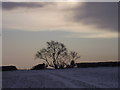 SK5487 : Wintery scene by steven ruffles