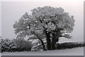 Hedgerow trees near Closedown Wood