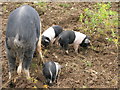 Piglets at Studdal