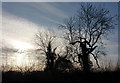 Silhouette of trees by Grove Lane