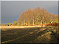 Stubble field south of Worlington