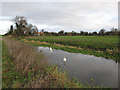 Swans on the Lark